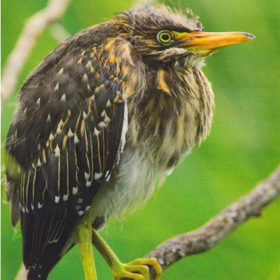 Judge's Choice - 1st place - Kenny Hu for his photo "Green Herons & Ham"