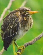 Judge's Choice - 1st place - Kenny Hu for his photo "Green Herons & Ham"