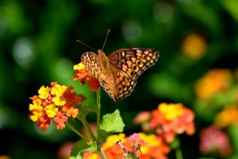 Butterfly on a flower