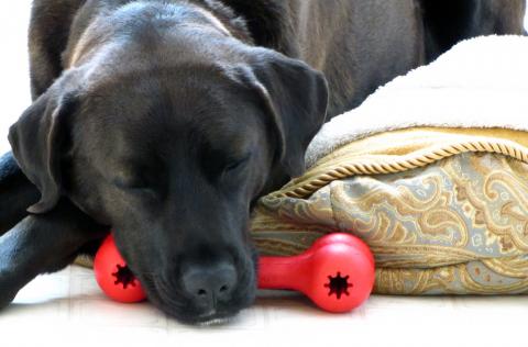 Dog toys