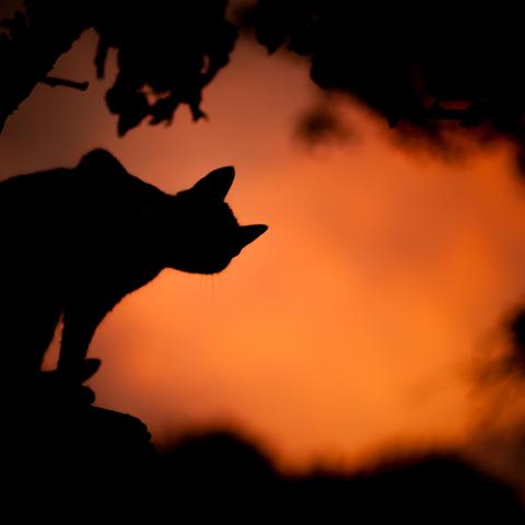 Cat with orange sky
