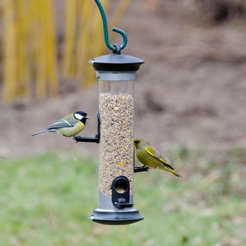 bird feeding
