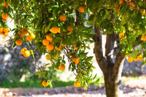 fruit tree