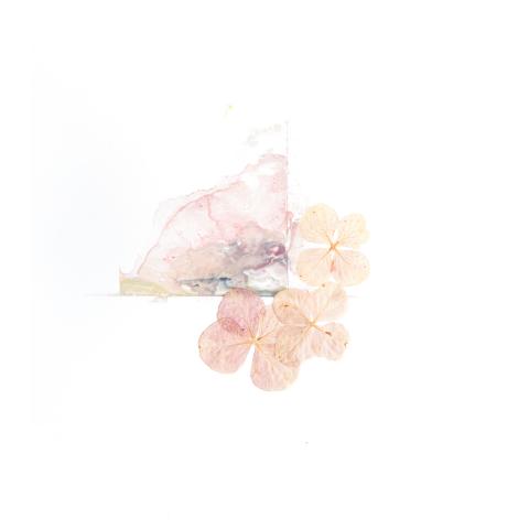 Pressed flowers