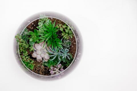 terrarium
