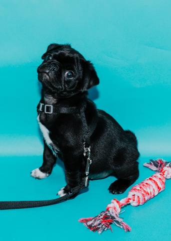 Dog with chew toy