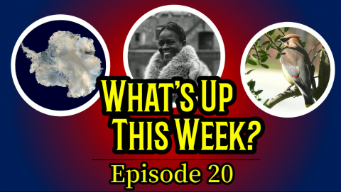 thumbnail with image of South Pole, Cecily Tyson, and a bird.