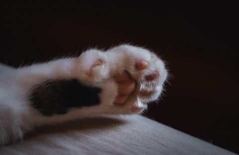 Cat paw