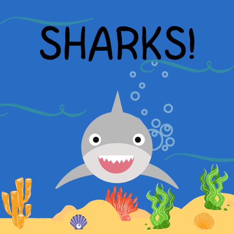 Shark themed story time