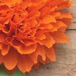 Marigold thumbnail