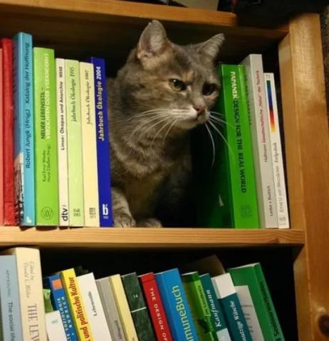 Cat on Bookshelf