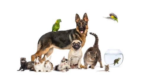 pets thumbnail