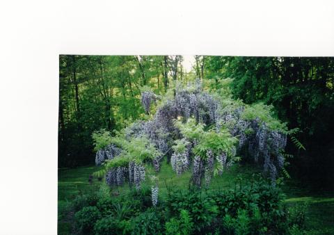 healing garden