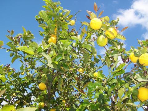 Image the top of a lemon tree