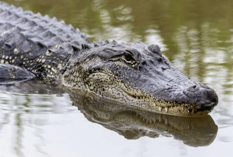 Brazos Bend State Park 