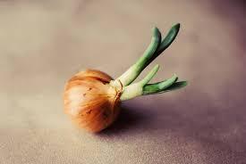 onion