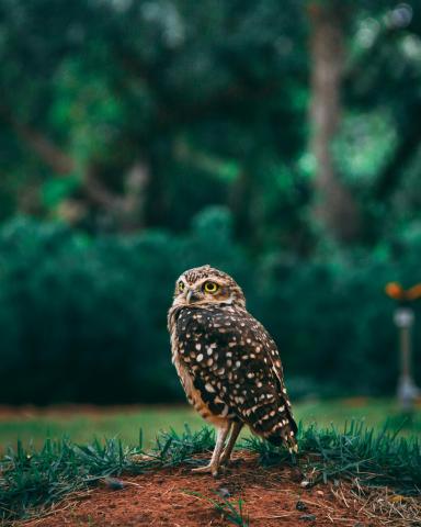 Owl on the ground in front of a forest
