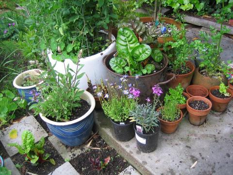 Image of a small container garden by Amanda Kovattana