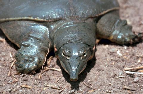 turtle