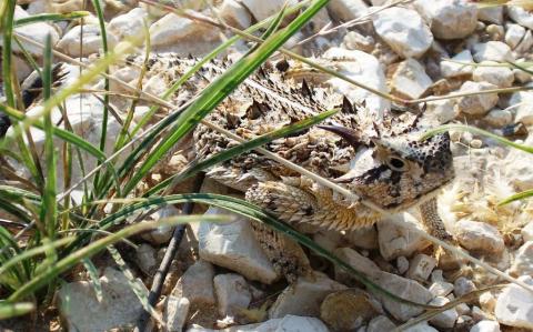 horned lizard