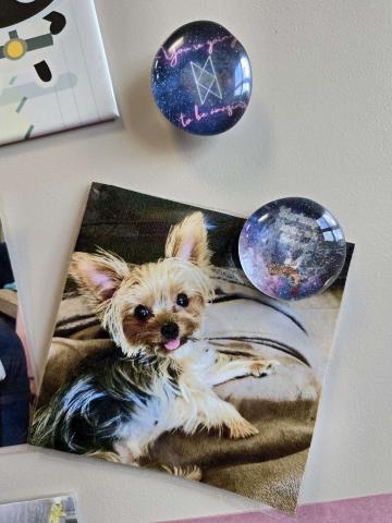 photo of marble magnets holding one of them is holding up a photo of yorkie