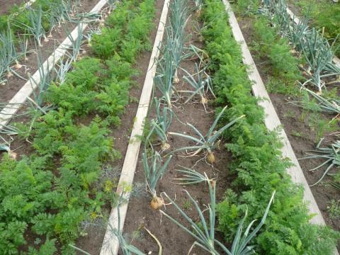 Carrots and Onions planted next to one another in rows