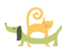 cat and dog