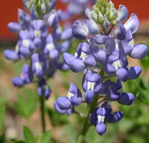 Photo of Texas Bluebonnet.  (Photo by Dave Whitinger)