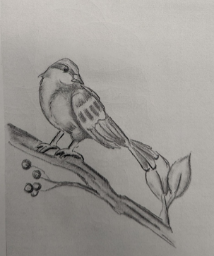 Bird Drawing