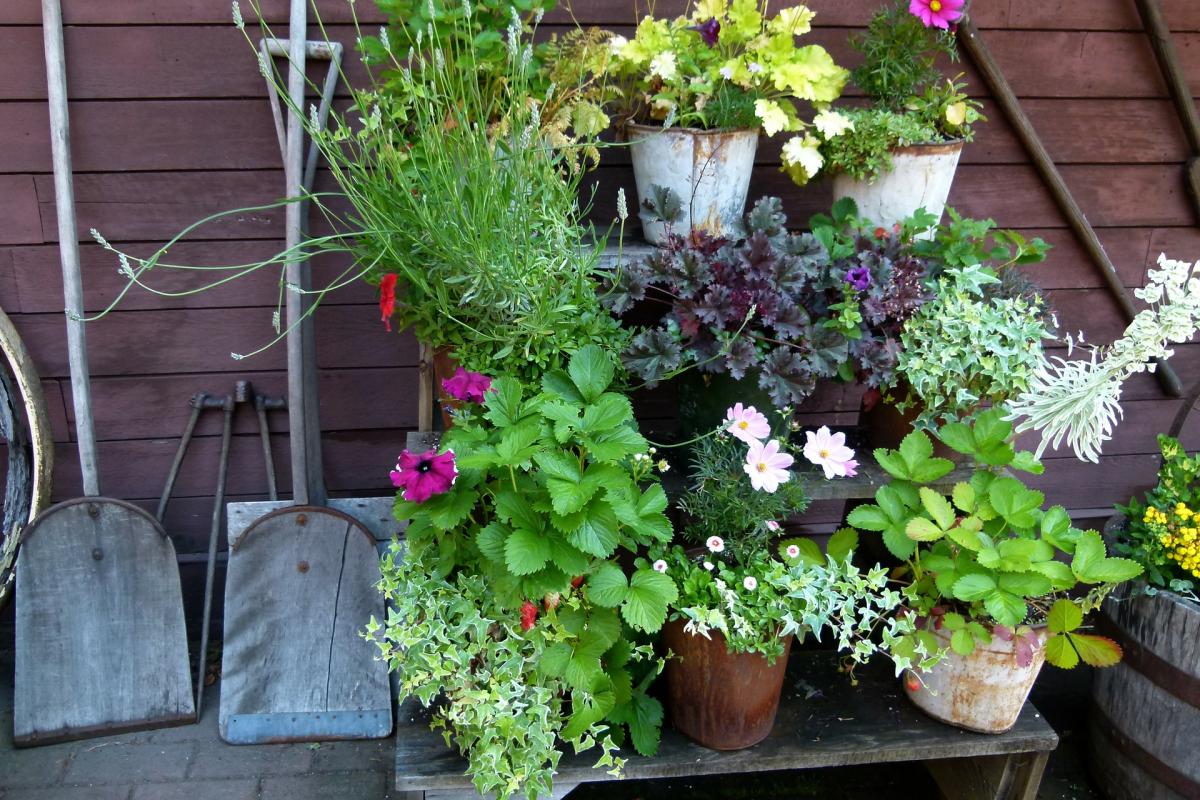 backyard gardening equipment