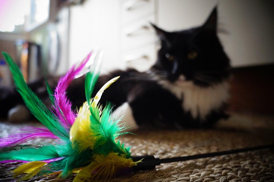 Cat wand
