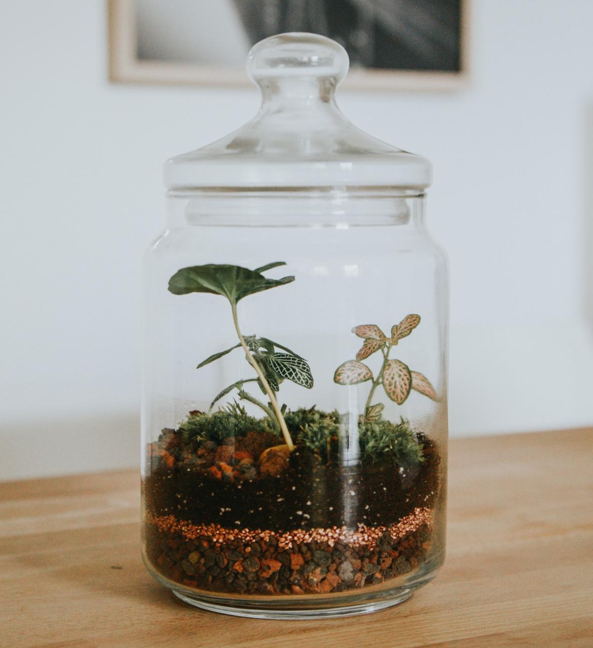 Terrarium in a jar