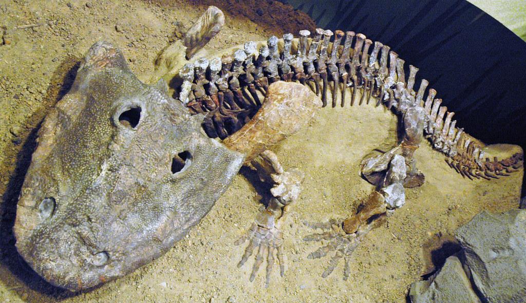 A fossil of an ancient amphibian