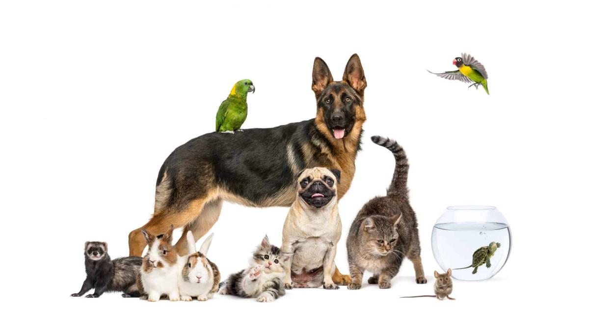 pets thumbnail