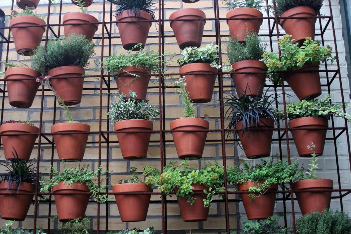 Plants