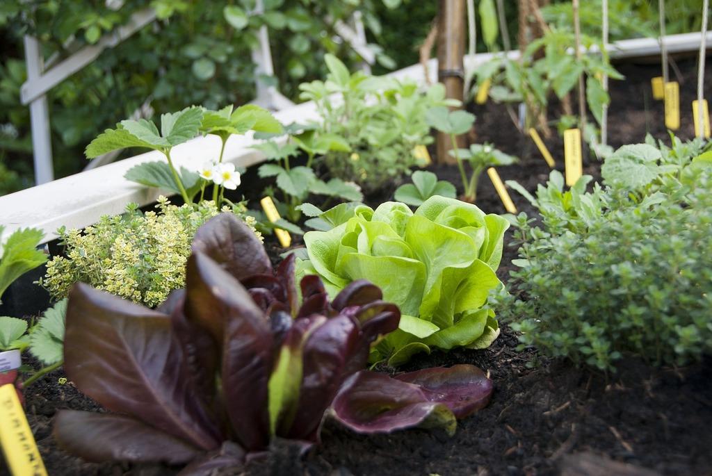 garden