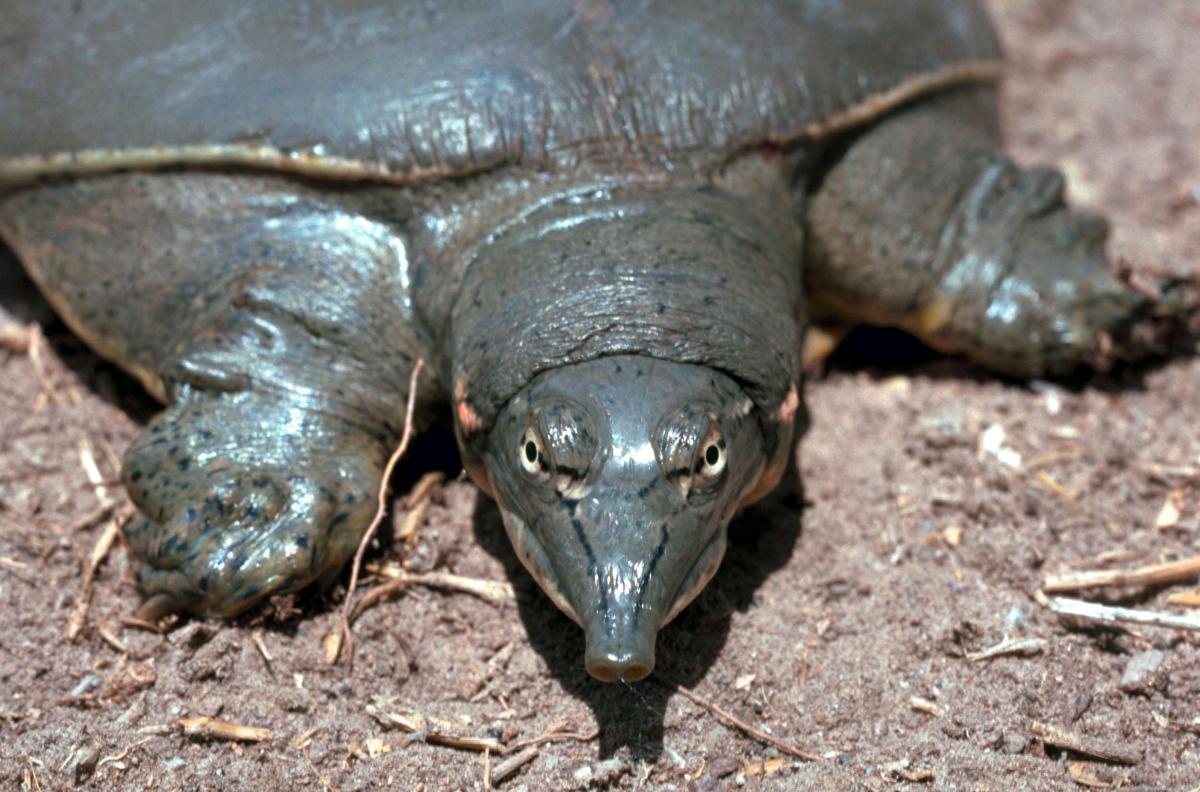 turtle