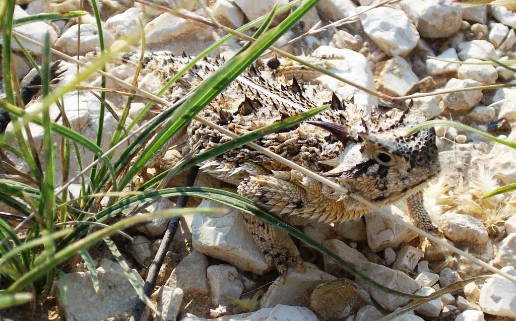 horned lizard