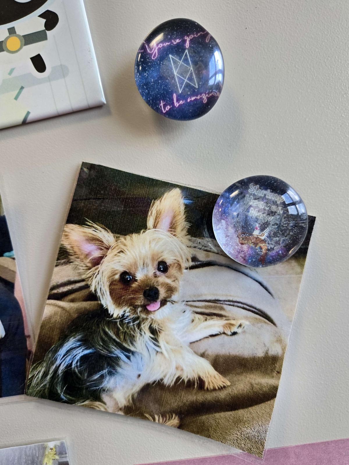 photo of marble magnets holding one of them is holding up a photo of yorkie