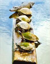 Judge's Choice - 2nd place - Rashmi Gupta for "Hanging Out"