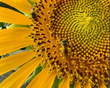 Judge's Choice - 3rd place - Magaly Mucientes for "Sunflower Bee"
